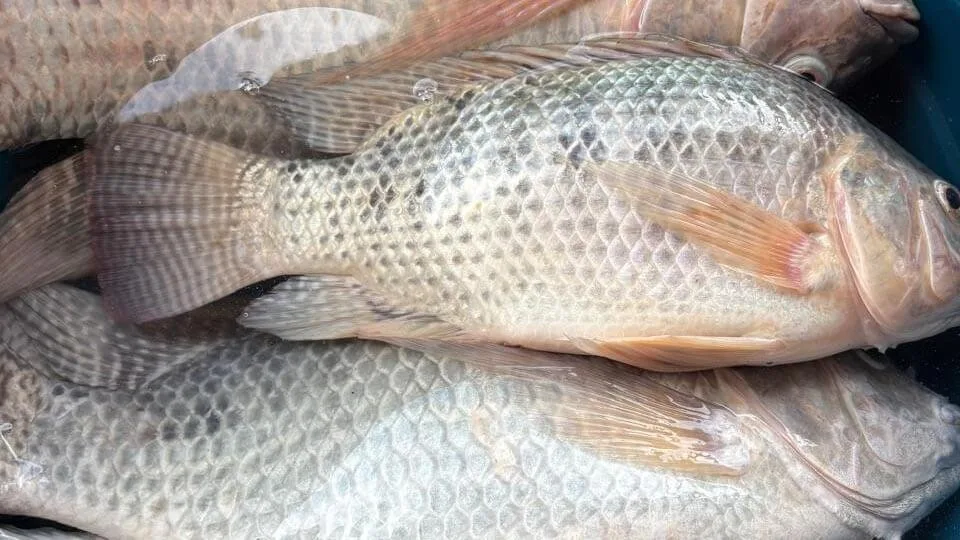 Chácara Alto Padrão à venda – Alpercata (3)